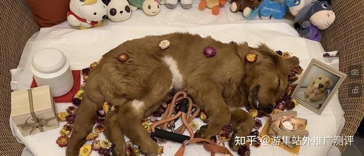 OpenAI发展史与chatGPT实现原理